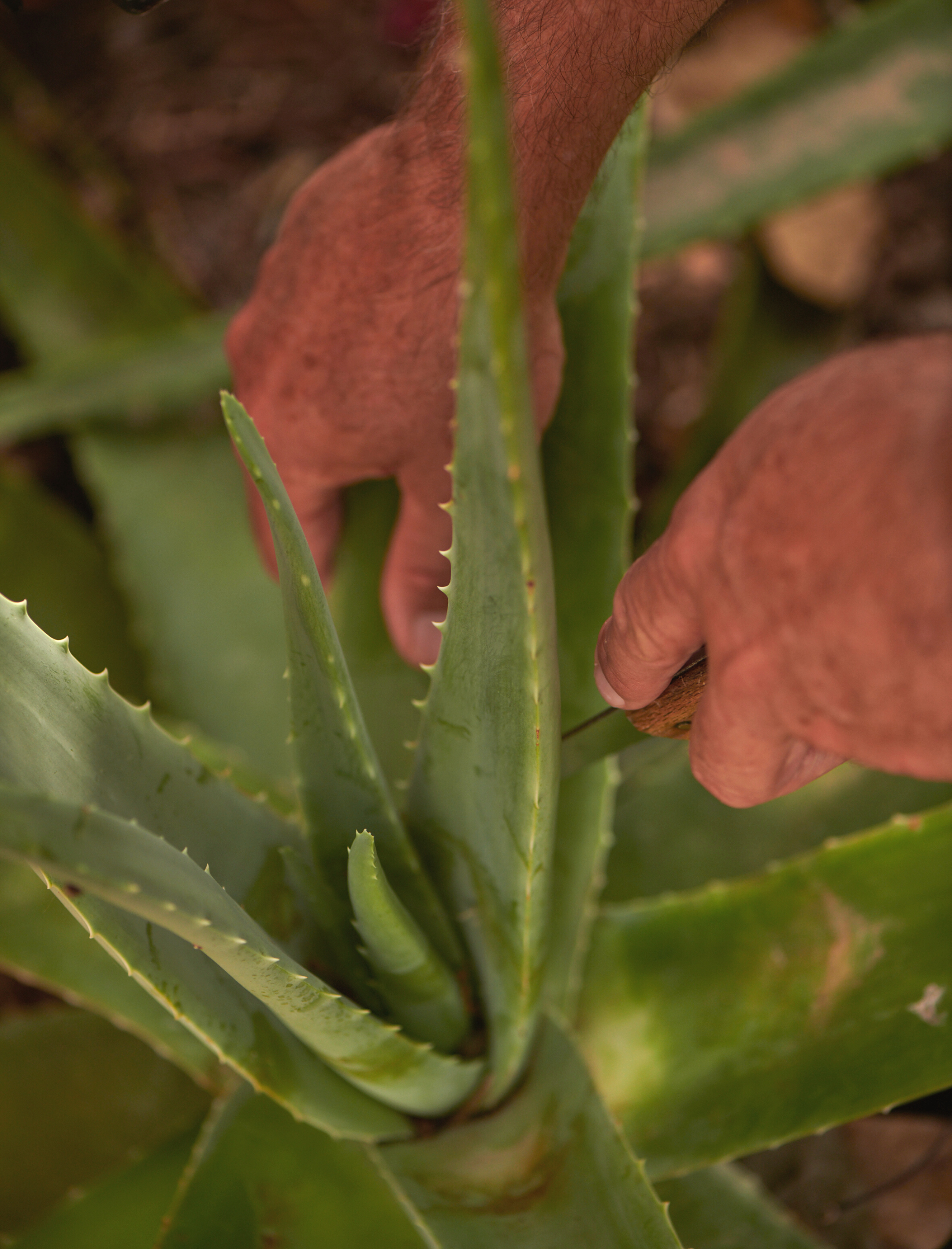 Aloe Vera aus Mallorca  der Allesknner der Natur  48grams bio cosmetics  GmbH