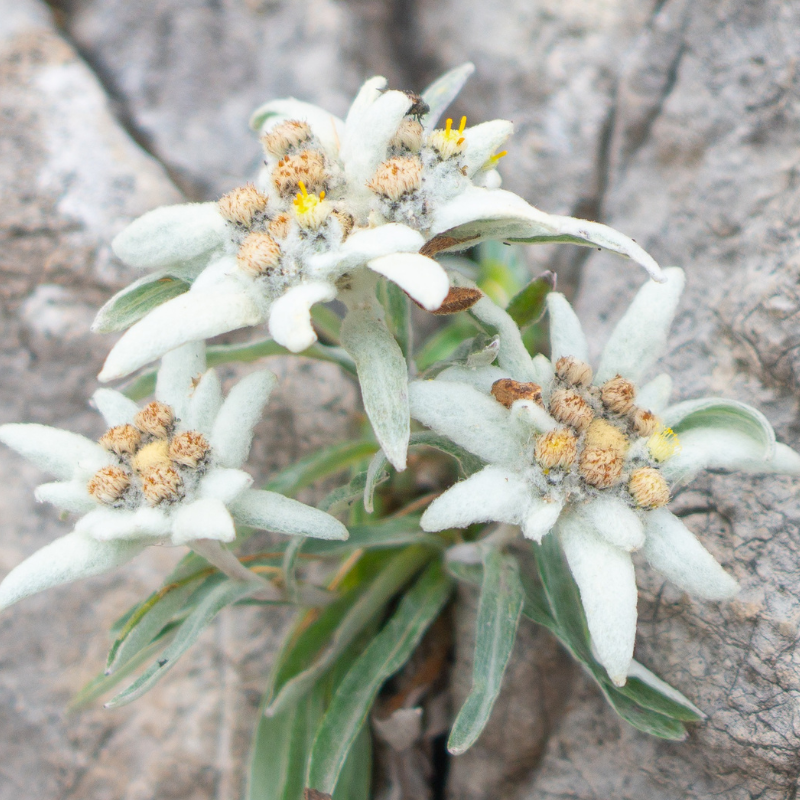 Edelweiss