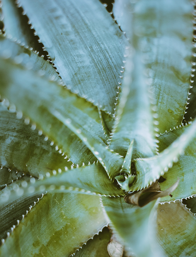 Aloe Vera – unser Schatz aus der Natur