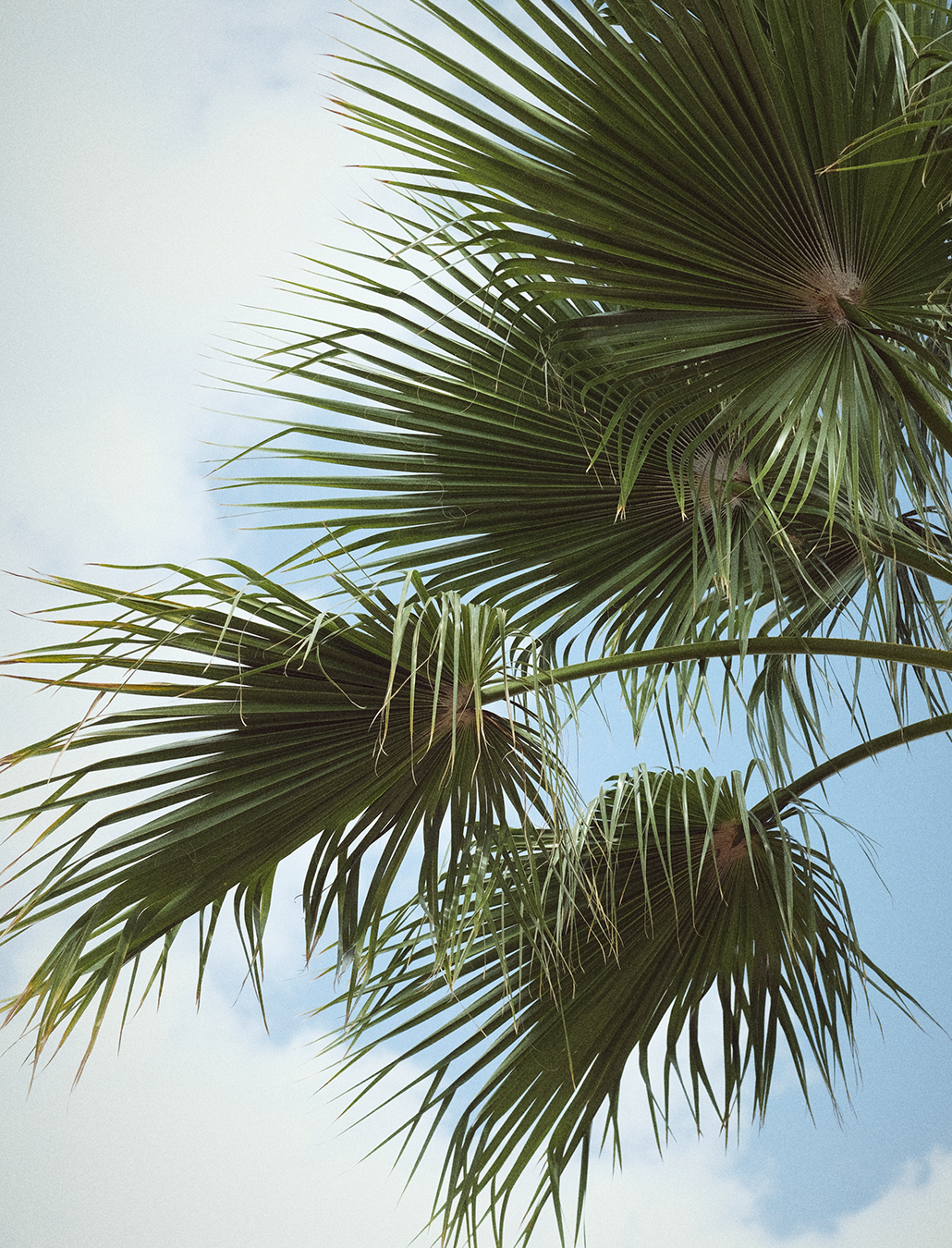 Mallorca vibes mit Palmen