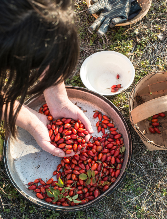 Hagebutten-Extrakt: Die (wiederentdeckte) Revolution in der Hautpflege