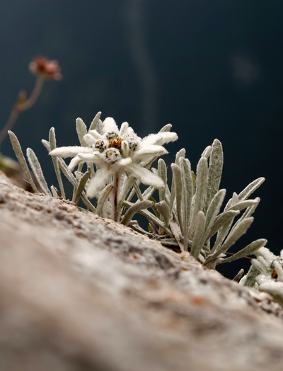 Edelweiss – il miracolo antietà