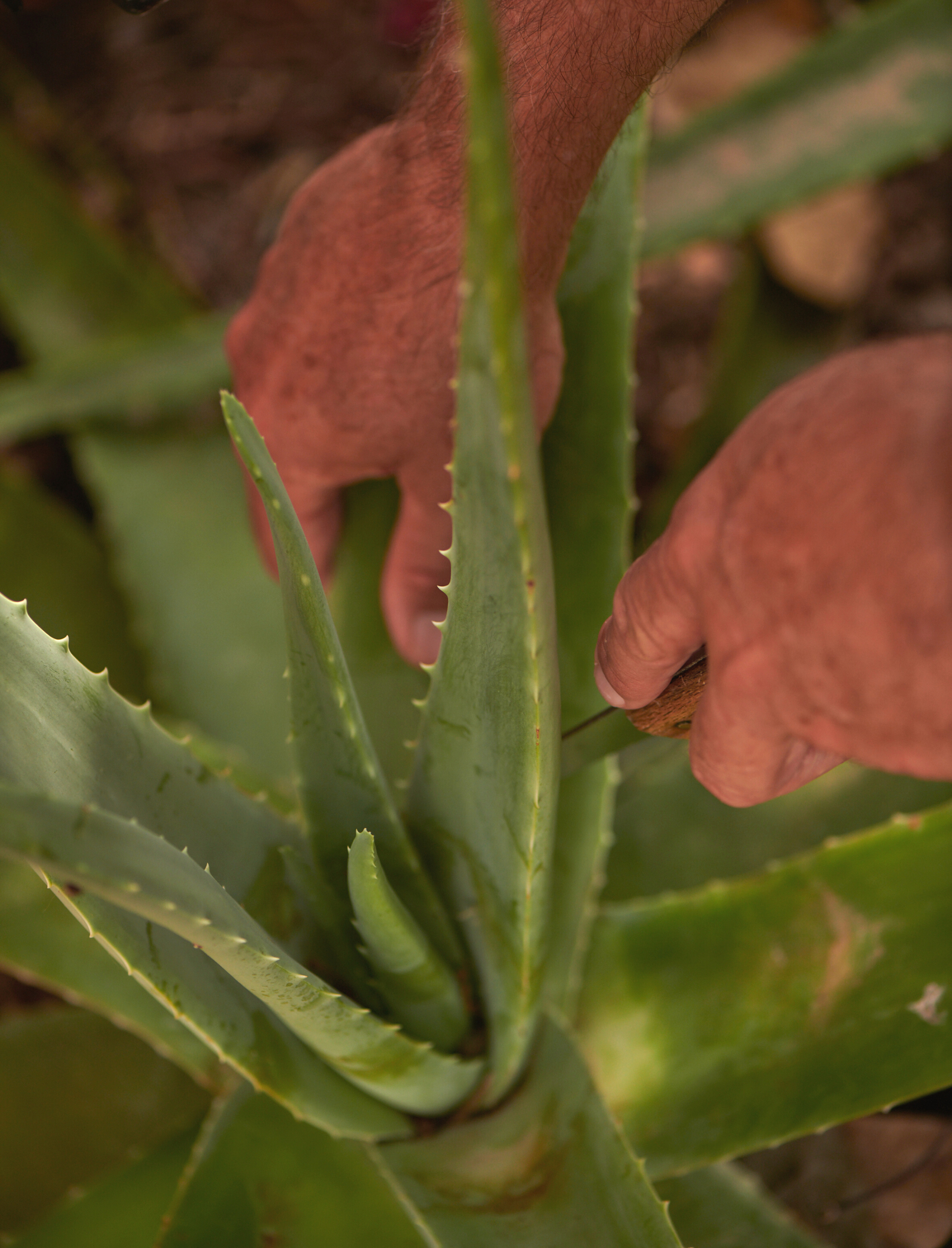 Aloe Vera aus Mallorca  der Allesknner der Natur  48grams bio cosmetics  GmbH